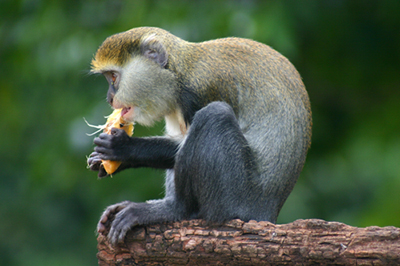 A Lowe’s Guenon monkey enjoys the serenity of the Boabeng Fiema Monkey Sanctuary.