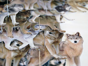 Senseney Stokes' photographic collage; wolf images held in palce by pins.