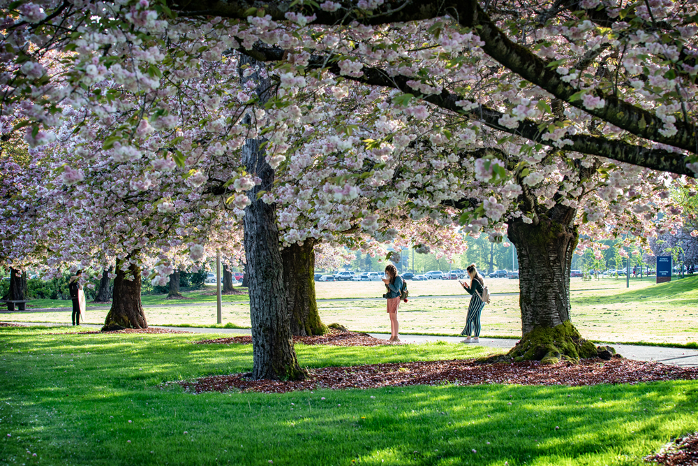 Cherry trees in full bloom with two people under them taking photographs with their phones.