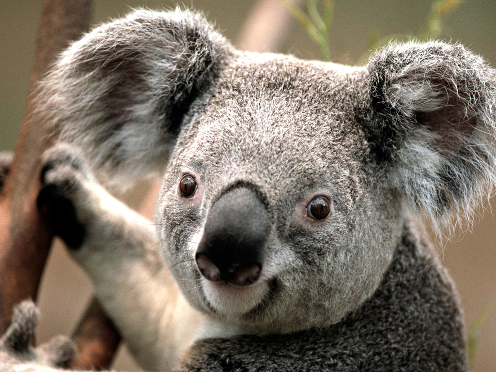 koala picture