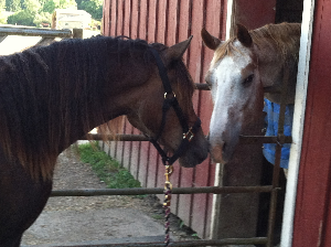 my horses