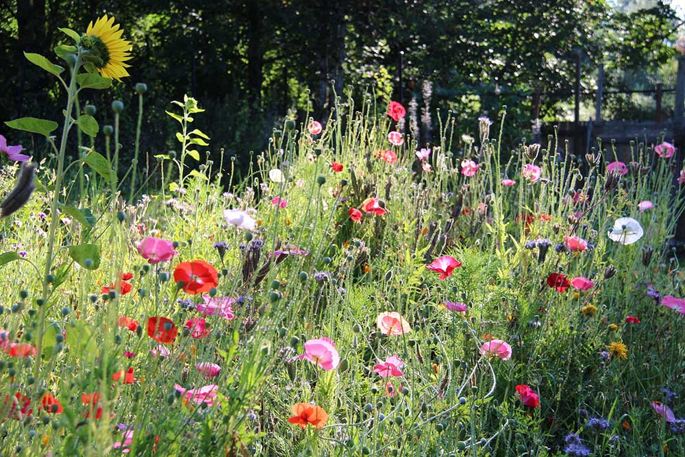 image of native flowers growing in a yard