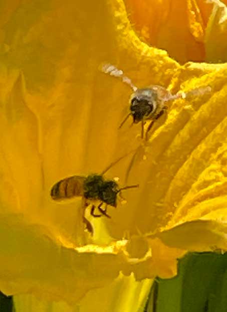 Image of 2 brown bees in a yellow flower