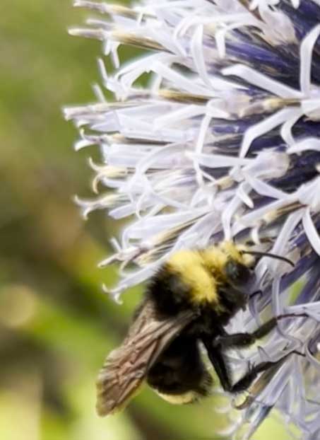 image of yellow and black bee on a white and purple flower