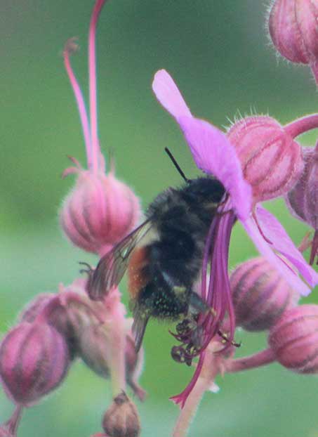 Image of a bee in a pink flower