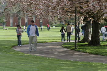 Cherry trees at Clark College