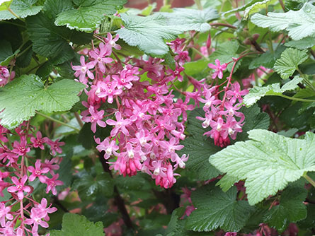 Red-flowering currant plant