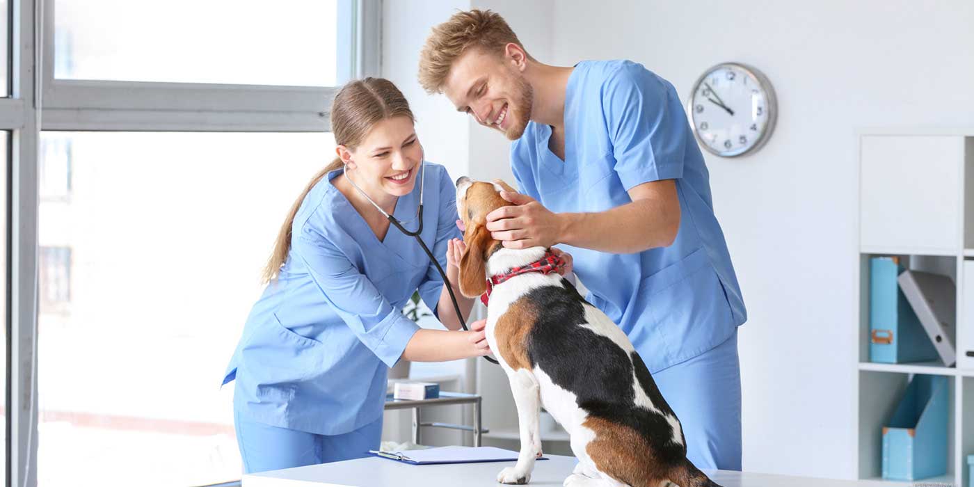 Two veterinarians in medical scrubs gently petting a dog.
