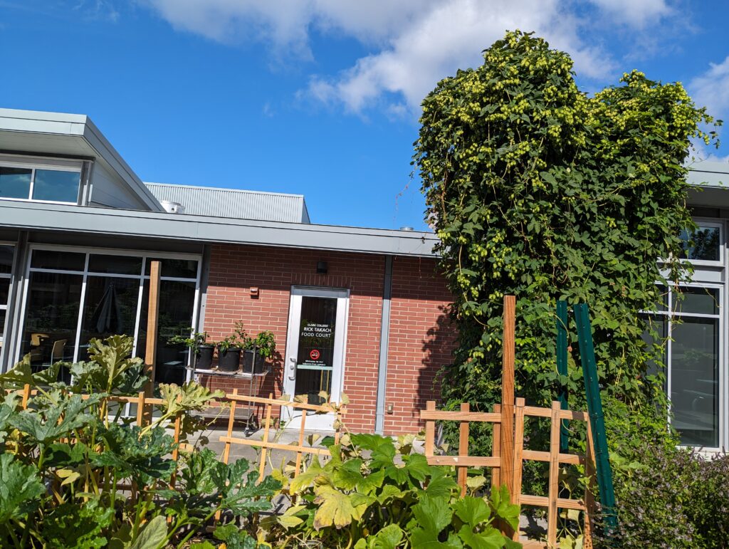 Hops have grown taller than the culinary building.