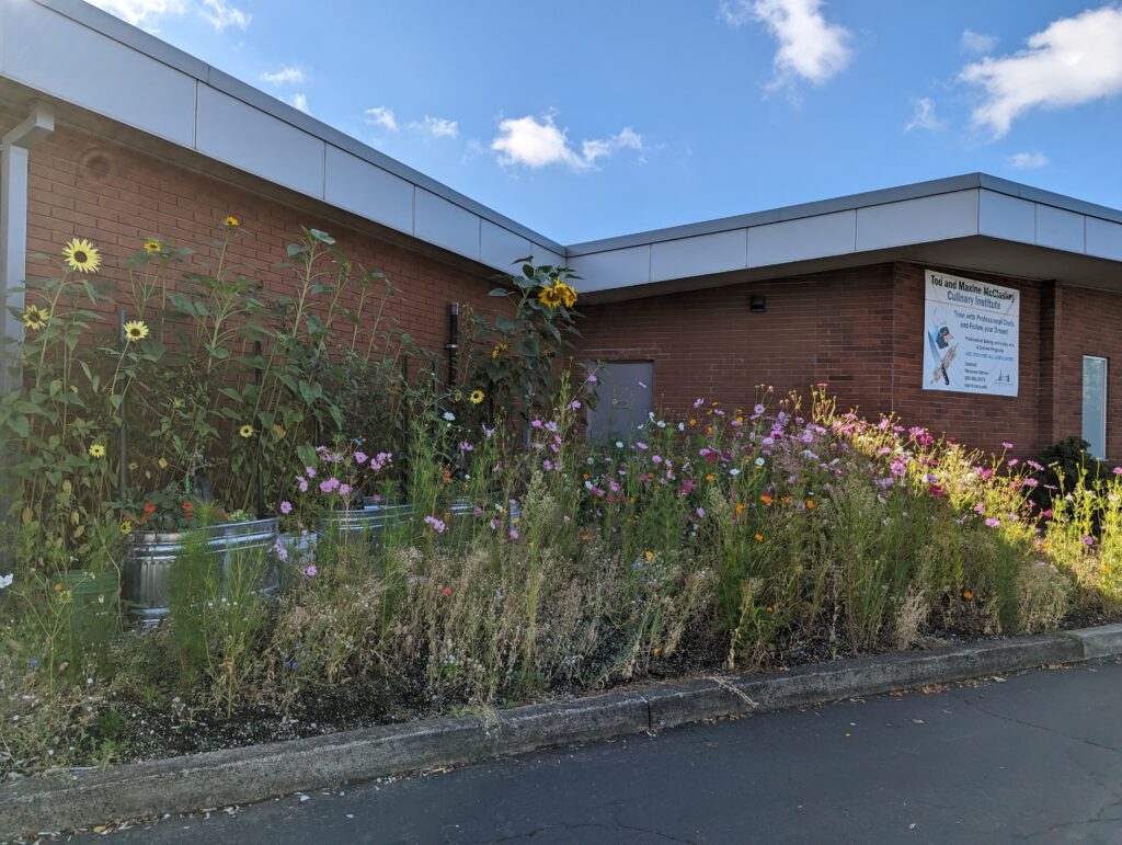 Sunflowers and wildflowers in the garden facing Fort Vancouver Way.