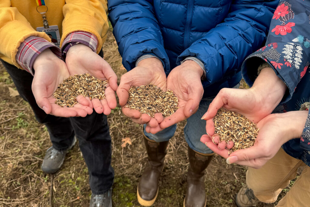 hands holding seeds