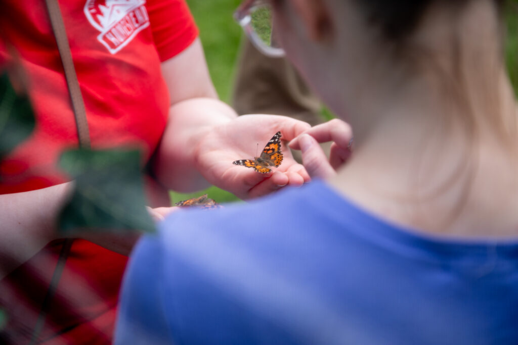 butterfly on a hand