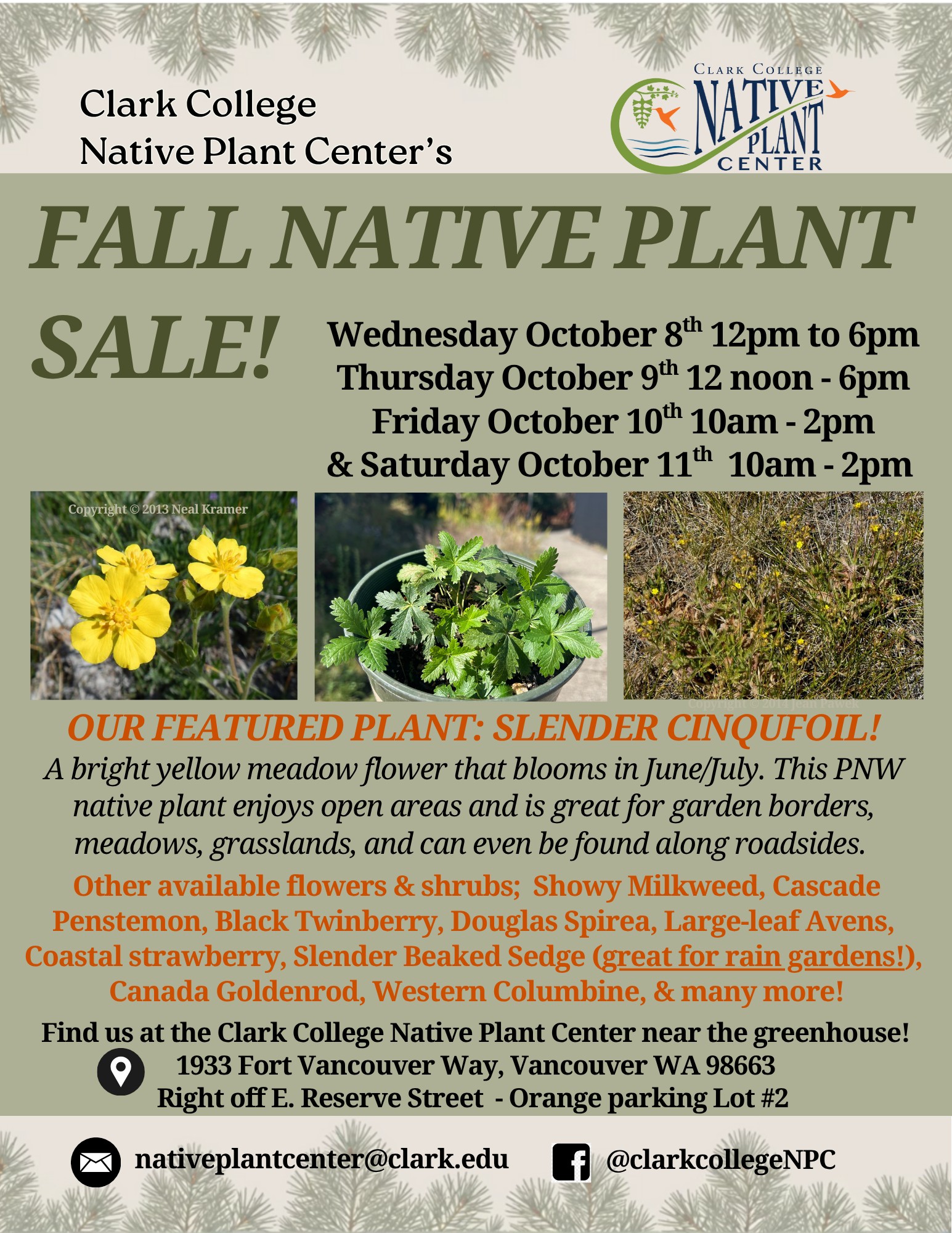 Native Plant Sale, Friday October 10th 10am-2pm & Saturday October 11th 10am-2pm, featured plant Slender Cinqfoil 