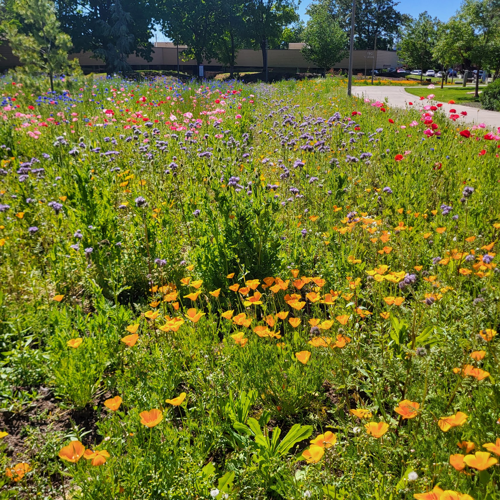 A field of local flowers in Clark's Bee Garden