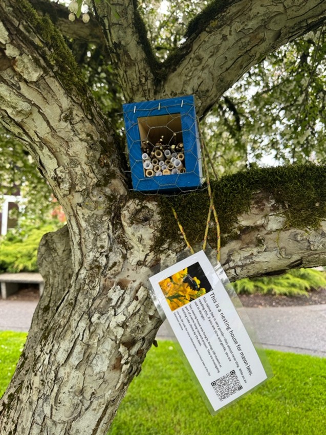 Mason bee house hanging from a tree