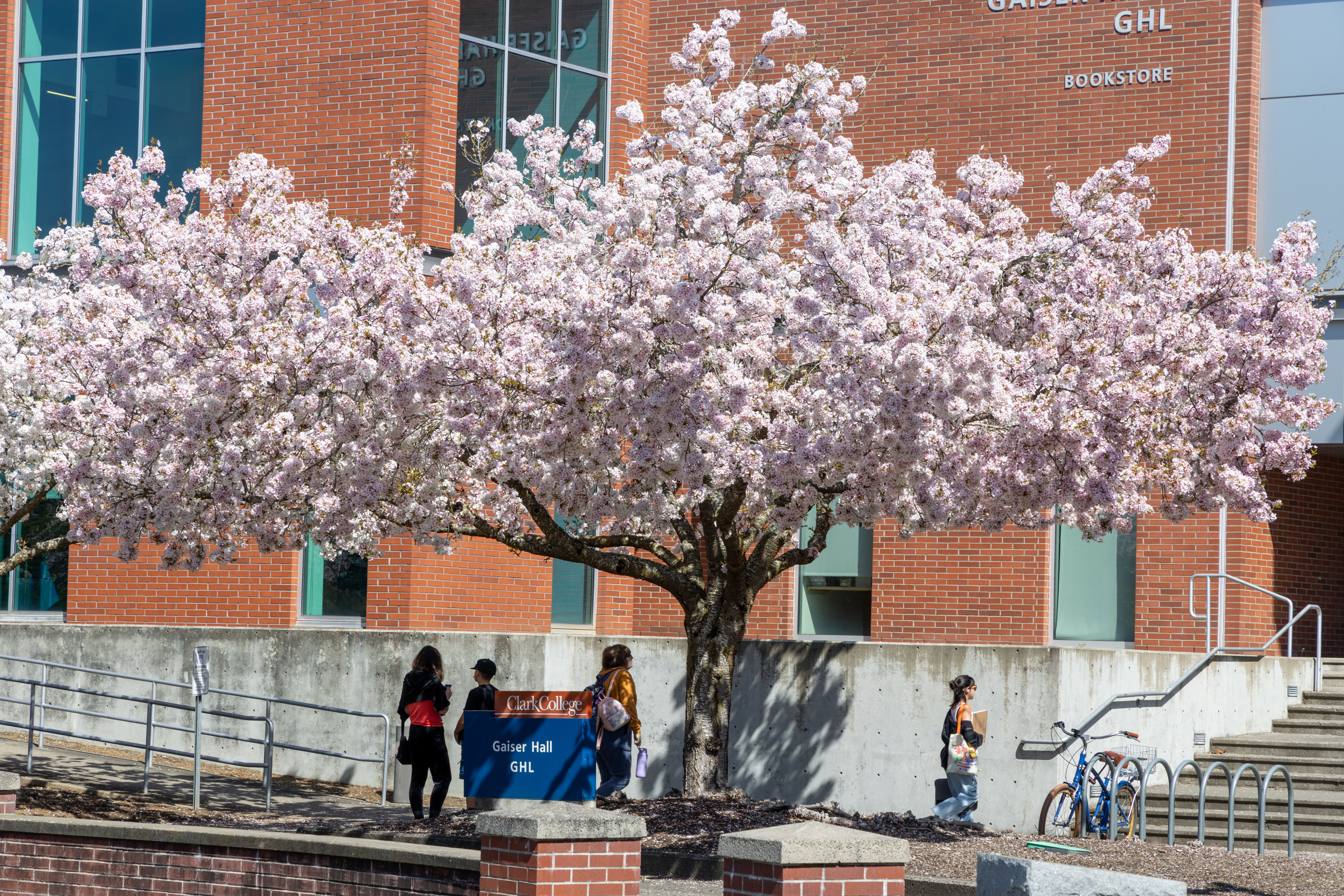 Blooming tree on campus