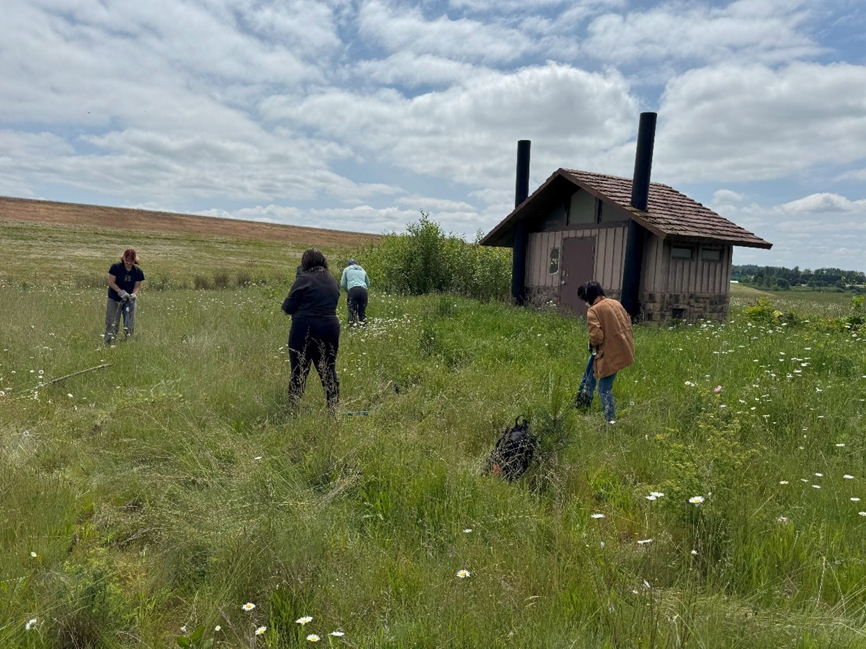 Four students clearing blackberry plants in a field with an outbuilding in the background