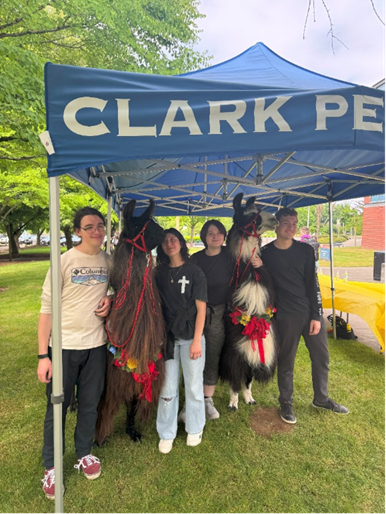 Four students stand alongside a pair of llamas, decorated with flowers and ribbons