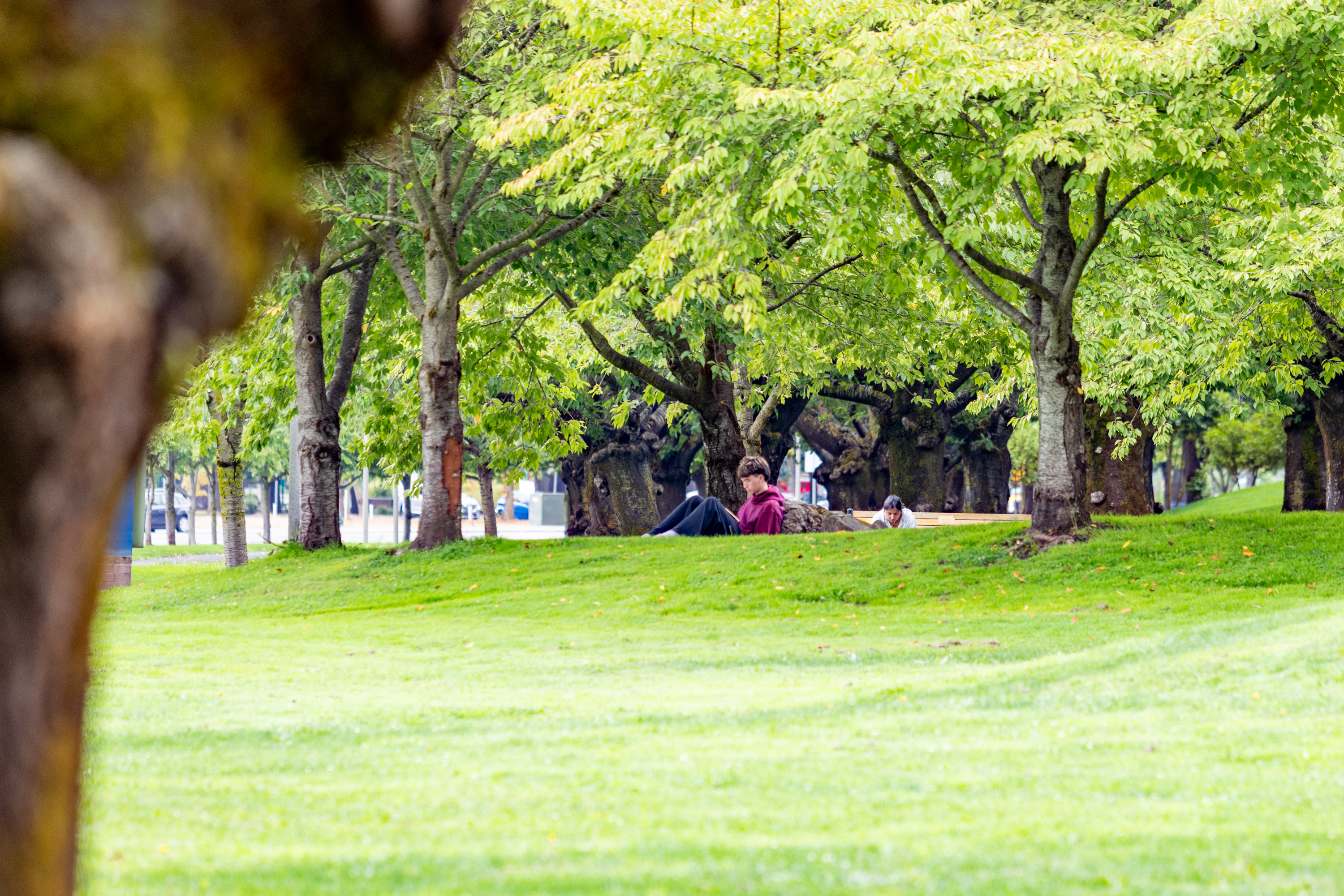 Student sits by the cherry blossom trees