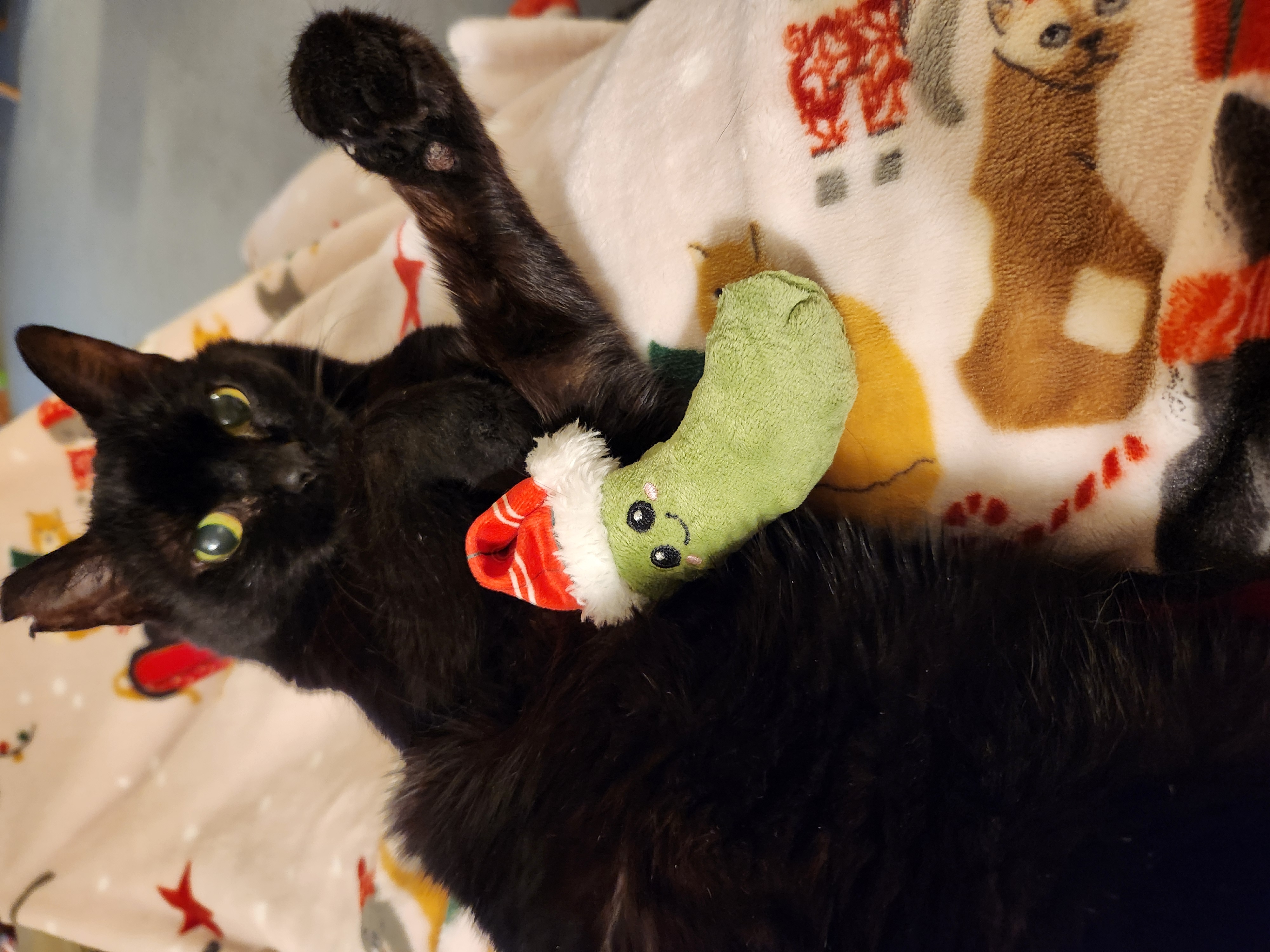 Laura's black cat