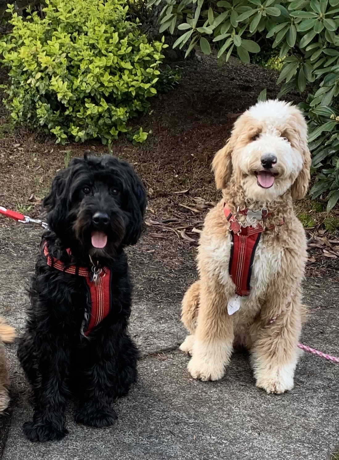 Black doodle and golden doodle sitting on an outdoor trail
