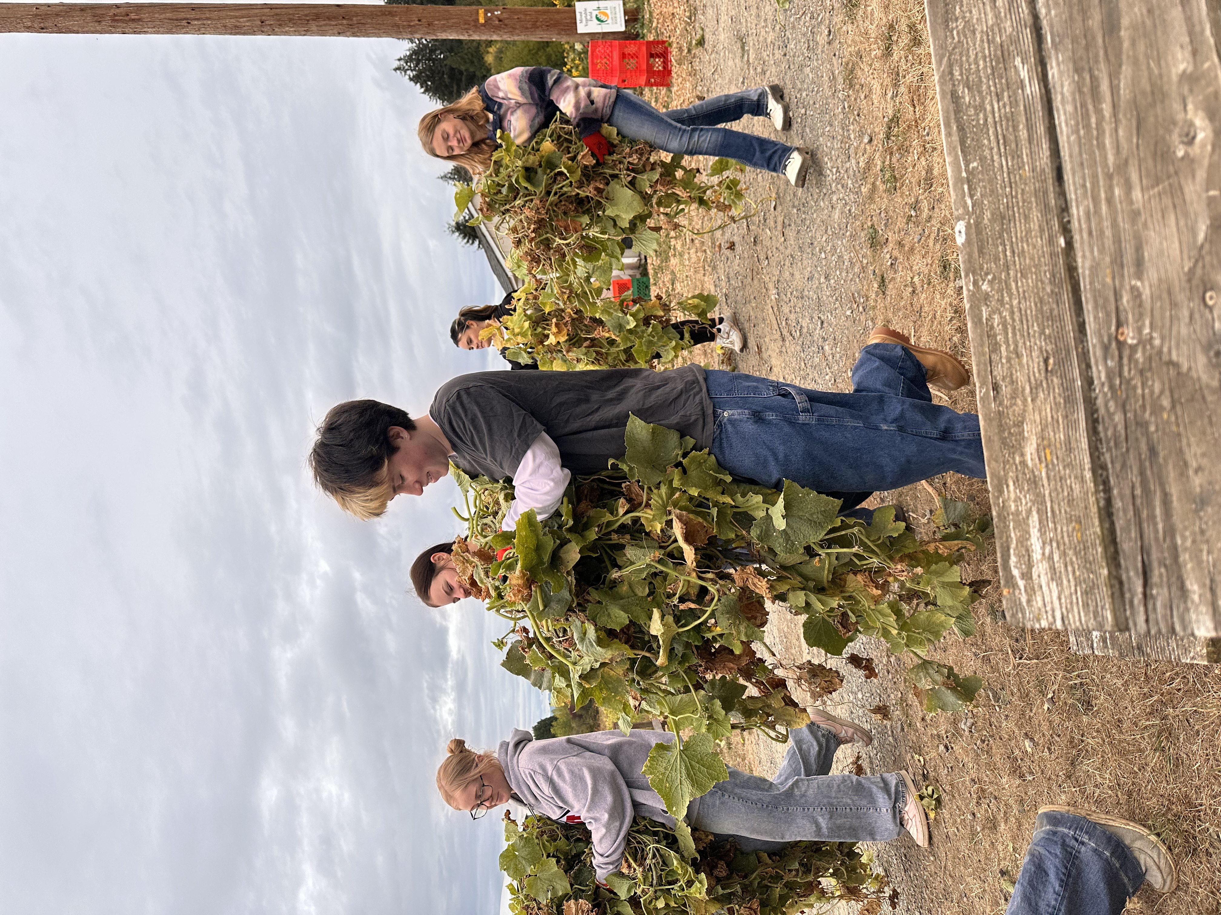 A group of students carry vegetation through a farm.