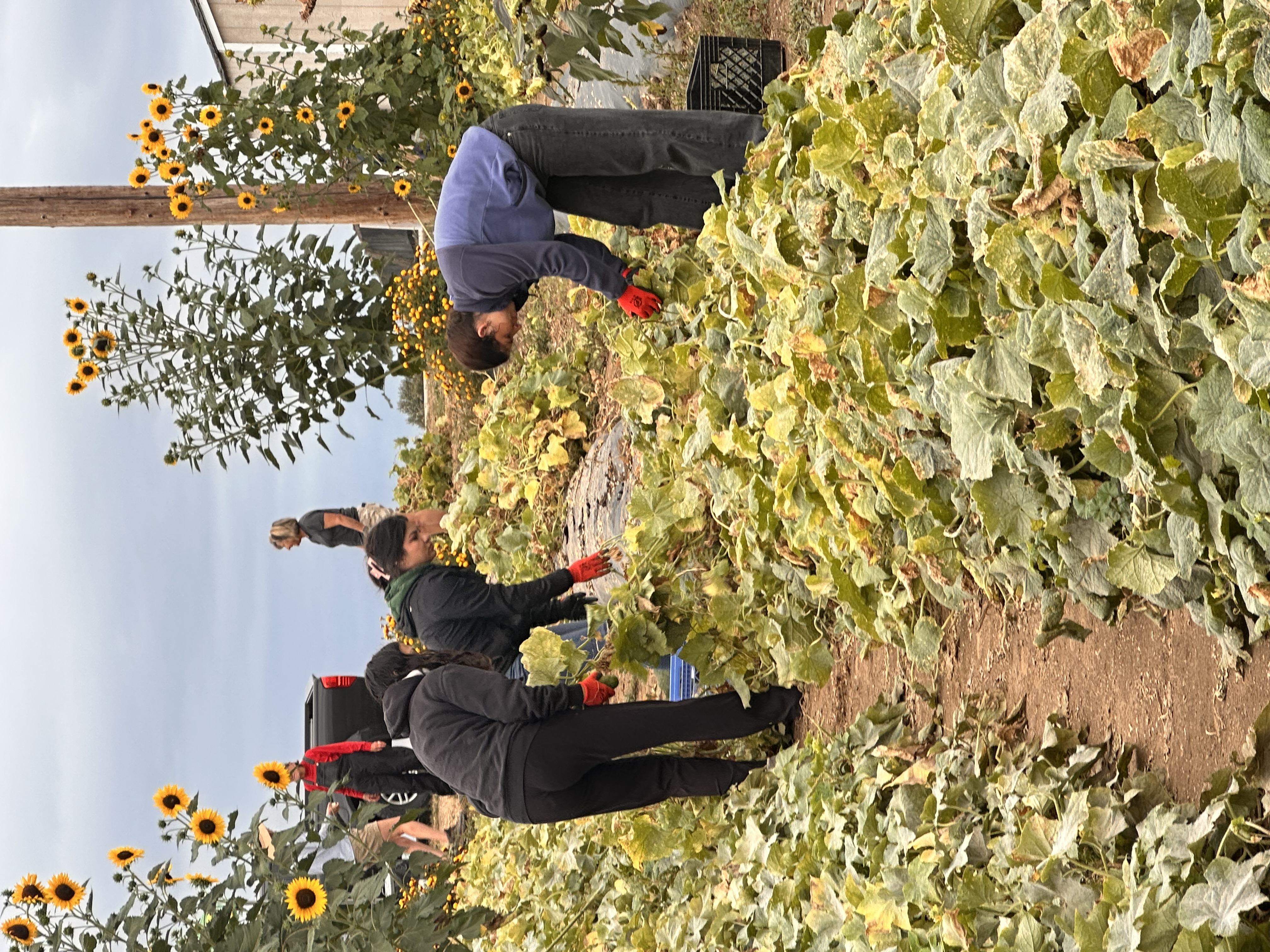 Students wearing red gloves bent over a row of vegetation at a farm. Sunflowers are in the background.