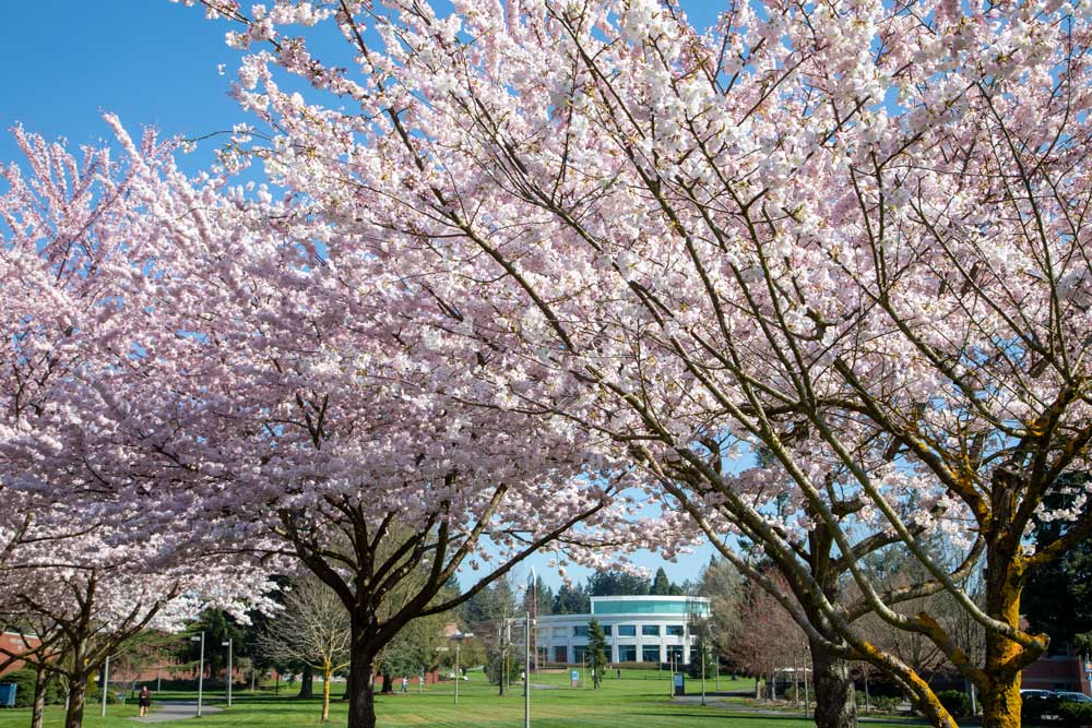 Cherry blossoms in full bloom on Clark College campus.
